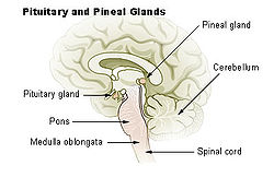 250px-Illu_pituitary_pineal_glands